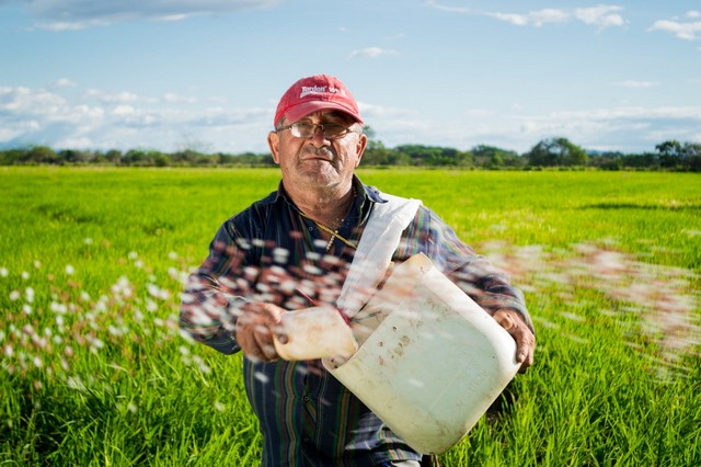 peasant-rice-fields-rice-crops-colombia-50715.jpeg